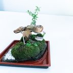 作品苔　苔盆景　苔島　苔テラリウム　苔盆栽　ミニ日本庭園　曲木ノ芯