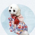 作品犬の着物👘🐶