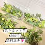 作品〜多肉植物カット苗〜300円パック(フードパック発送)