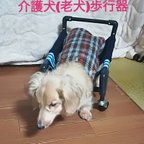 作品四輪歩行器、犬車椅子(中型犬)