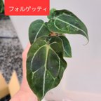 作品アンスリウム　フォルゲッティ　観葉植物　送料無料