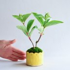 作品ꕤ︎︎これから開花ꕤ︎ 京加（きょうか）さん  ダルマウツギ   ミニ盆栽　自作鉢
