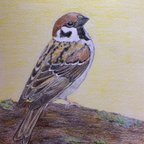 作品色鉛筆画 日本の野鳥 雀 原画