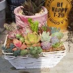 作品白かご多肉植物寄せ植え