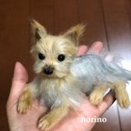 作品愛犬ヨーキーソラ