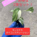 作品モンステラタイコンステレーション2束セット　観葉植物