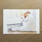作品猫 ポストカード 2枚セット No.1 『窓辺のメル』