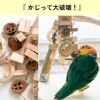 作品【かじって大破壊】何日で破壊できるかな？残す所なく齧れる全破壊おもちゃ