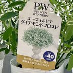 作品寄せ植え用ポット５個セット