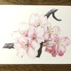 作品5月の桜　色鉛筆画ポストカード3枚組
