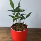 作品【育てやすい】観葉植物 ナギ ハイドロカルチャー