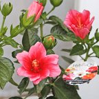 作品🌷花苗 ハイビスカス ニューロングライフ プチアイリス 5号 希少品種 秋までよく咲く コンパクト 多花性 ピンク