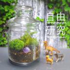 作品【夏休みの自由研究に！動物セット】楽しい苔テラリウムキット ハンドメイド フタつき【夏休みの工作・宿題】