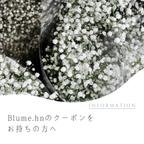 作品Blume.hn独自のクーポンコードをお持ちの方へ