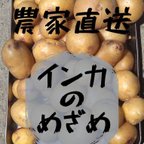 作品[農家直送]希少品種･インカのめざめ１ｋｇ以上･栽培期間･農薬化学肥料不使用