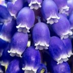 作品macoronのお花畑で咲いた青く美しいムスカリの球根サイズmix50球➕おまけ♪