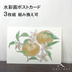 作品★ポストカード 柚子 3枚セット
