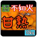 作品【北海道 沖縄のお客様用】しらぬひフルーツ果物くだもの果実みかん柑橘しらぬい《不知火／えひめ産》