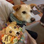 作品ワンコ逝去　愛犬家さん、闘病記読んで♡