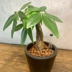 作品【育てやすい】観葉植物 パキラ ハイドロカルチャー