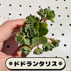 作品【多肉植物】ドドランタリス(1苗)