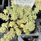 作品斑入りタイトゴメ　セダム　多肉植物