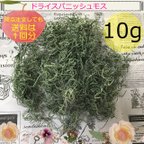 作品ドライ加工 スパニッシュモス 10g 