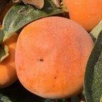 作品世界農業遺産の地山梨県甲州市の甘柿をお安くお楽しみくださいませ🎵