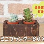 作品ミニプランターBOX（多肉植物付き）