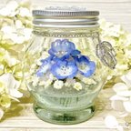 作品【本物のネモフィラ】発送すぐ🌿Round Nemophila🌿