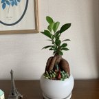 作品幸せを呼ぶガジュマルと多肉植物の寄せ植えです。