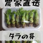 作品[農家直送]タラの芽100g以上 風味の強いトゲがある木のタラの芽 山菜