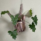 作品流木で作る植木鉢隠し