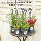 作品観葉植物 吊り鉢 ユーフォルビア・ネオゲリア・ミルクブッシュ・ツピタンサス・エピフィルム・トックリラン・アロエ・リプサリス 室内植物 インテリア 育てやすい