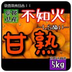 作品【北海道 沖縄のお客様用】しらぬひフルーツ果物くだもの果実みかん柑橘しらぬい《不知火／えひめ産》