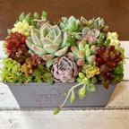 作品多肉植物寄せ植え　そのまま飾りながら育てる　アレンジ　おうちプレゼント　グレー