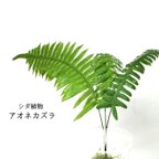 作品アオネカズラ（シダ植物）