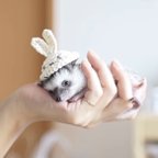 作品夏の白うさぎ帽子⭐︎小動物用帽子