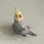 作品オカメインコ　起き上がりこぼし？！