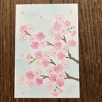 作品春爛漫。桜、花盛り。