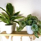 作品(New)観葉植物　ディフェンバキア(左・ホワイトストーン)フェイクグリーン  インテリアグリーン　　人工観葉植物