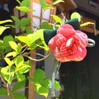 作品花飾り「福良椿」ブローチ🌸桃色