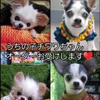 作品販売中♥️　愛犬ちゃんオーダー　実物大　チワワ　リアル　プードル　ぬいぐるみ　羊毛フェルト　作家　　カズコオガワ