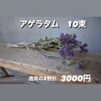 作品アゲラタム　10束売り