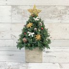 作品(好評につき再販）森のクリスマスツリー（金の星・角型）🎄(グリーンのヒムロスギのミニクリスマスツリー)