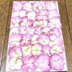 作品⑥ macoronのお花畑で咲いた可愛いピンク紫陽花のドライフラワー‼️