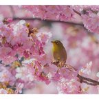 作品【A4写真用紙プリント（額縁なし）】桜とメジロ