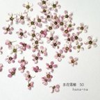 作品🔻赤花ユキヤナギ 50 ＊ 押し花