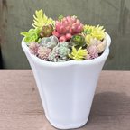 作品多肉植物 寄せ植え そのまま飾れる⋆͛*͛ ͙͛陶器鉢ᐝ·̩͙