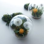 作品BotanicalGlassdome たんぽぽ B